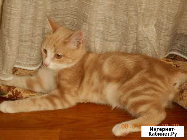 Котенок в добрые руки Москва - изображение 1