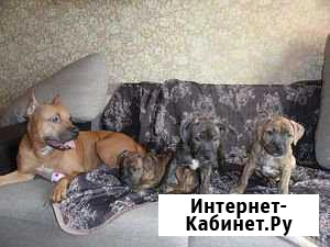 Питбули Ялта - изображение 1