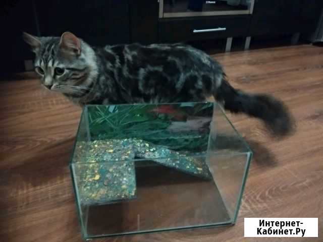 Аквариум Краснодар - изображение 1