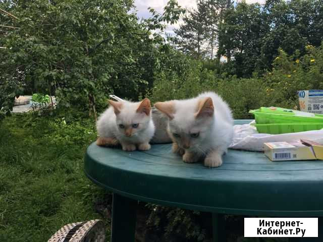Котята Великий Новгород - изображение 1