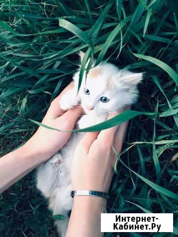 Отдам котят в добрые руки Заинск - изображение 1