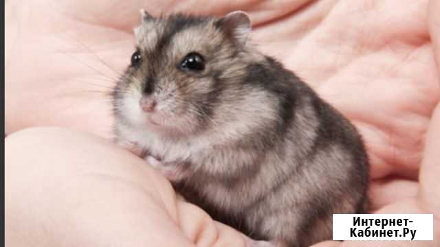 Джунгарский хомяк Салават - изображение 1