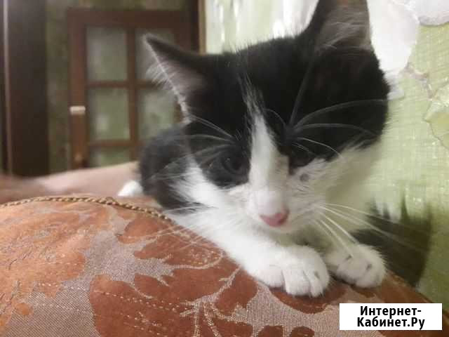 Котенок из- под куста Владимир - изображение 1