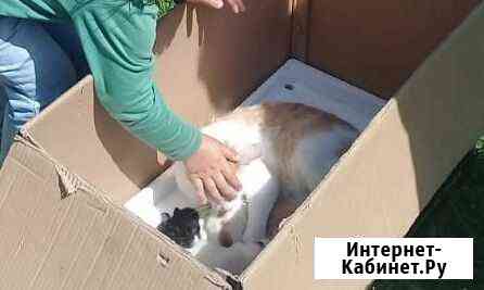 Котята в добрые руки Жуковский