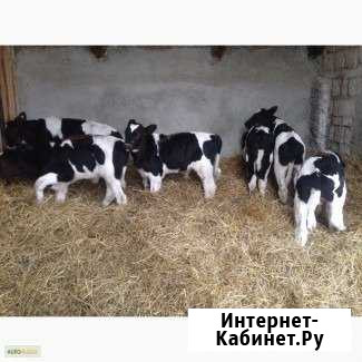 Телята оптом и в розницу Красногорск - изображение 1