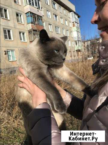 Нереальный голубоглазый красавец Рубцовск - изображение 1
