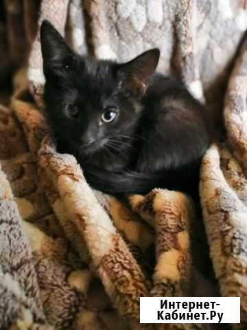 Котятки Чишмы - изображение 1