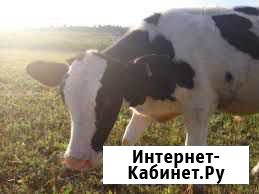 Продам 2-х бычков галштинов Заринск - изображение 1