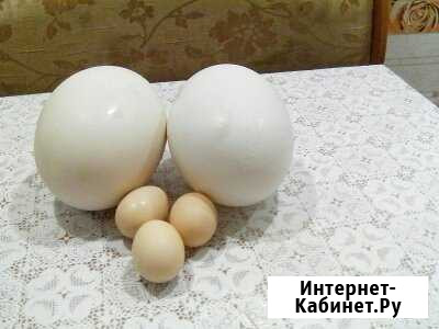Страусиные яйца Арти - изображение 1