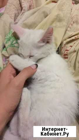 Котёнок Троицк - изображение 1