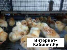 Бройлер Грибановский - изображение 1