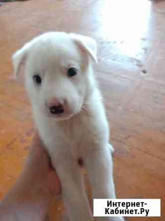 Отдам в добрые руки щенков Петропавловск-Камчатский