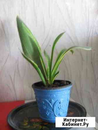 Сансевьера Красноярск