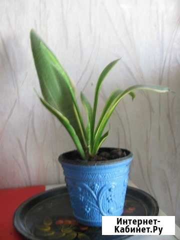 Сансевьера Красноярск - изображение 1