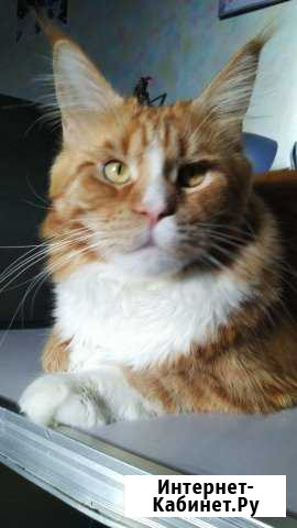 Мейн Кун красный биколор. Вязка Москва - изображение 1