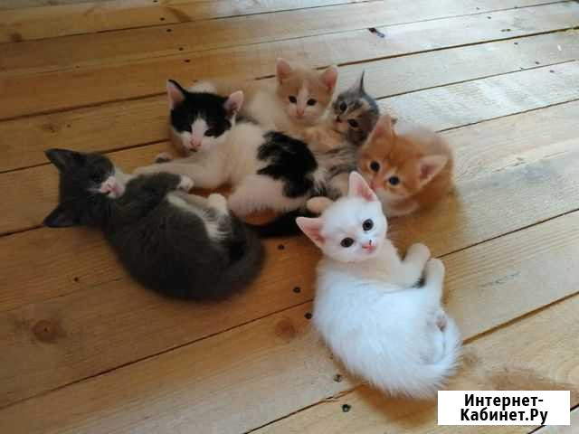 Отдам котят в добрые руки Красногорск - изображение 1
