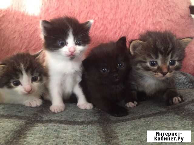 Котята Софрино - изображение 1