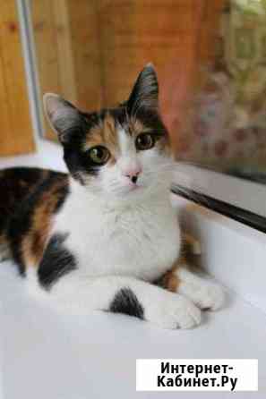 Кошка Моника Ульяновск