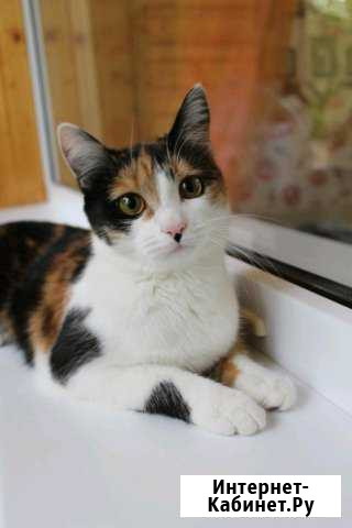 Кошка Моника Ульяновск - изображение 1