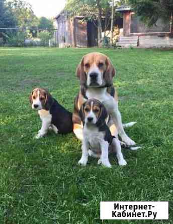 Вязка кобель бигля Санкт-Петербург