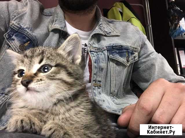 Котёнок в добрые руки Химки - изображение 1