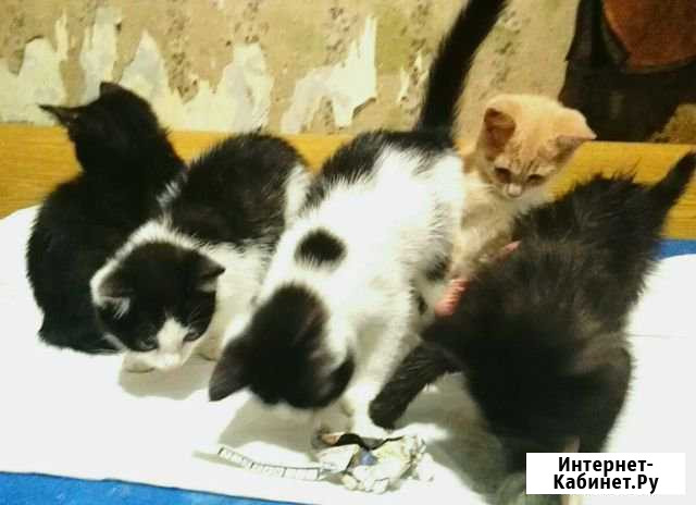 Котёнок в добрые руки Зарайск - изображение 1