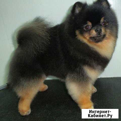 Шпиц для вязки Красноярск - изображение 1