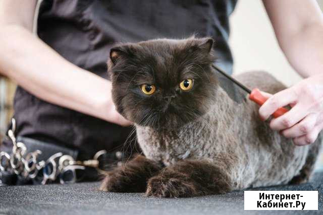 Стрижка кошек Ижевск - изображение 1