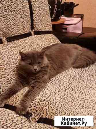 Отдам кота в добрые руки Саранск