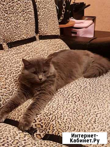 Отдам кота в добрые руки Саранск - изображение 1