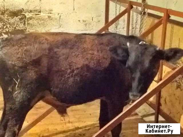 Бык Выселки - изображение 1