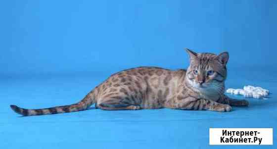 Вязка со снежным Бенгалом Санкт-Петербург