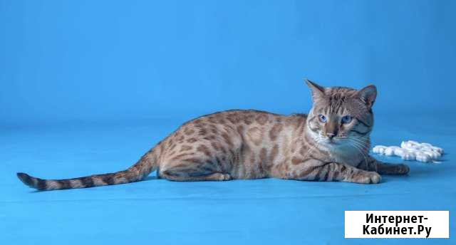 Вязка со снежным Бенгалом Санкт-Петербург - изображение 1