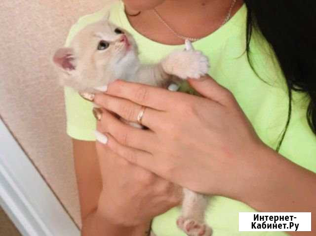 Персидский котёнок Великий Новгород - изображение 1