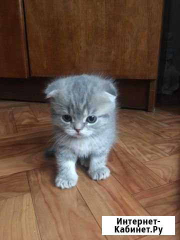 Котята шотландские вислоухие Богородск - изображение 1