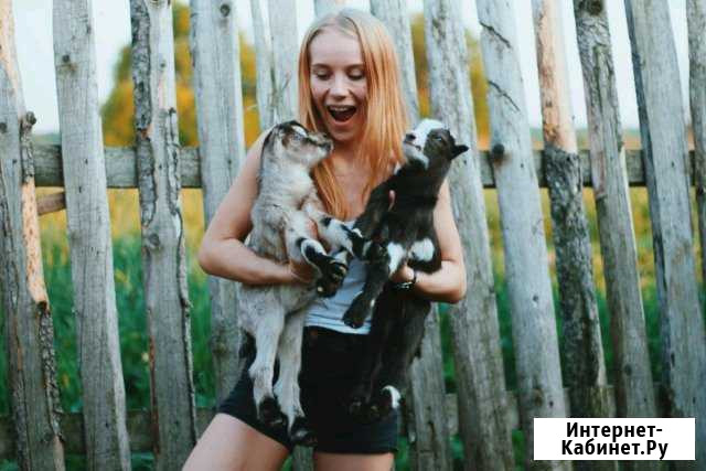 Козлятки Ламанчи Талдом - изображение 1