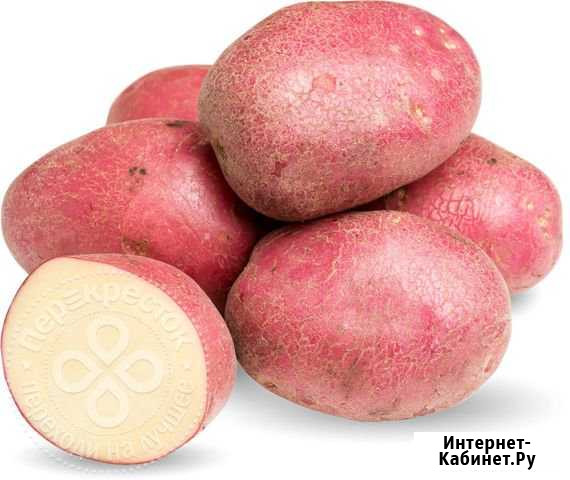 Продам картофель Архангельск - изображение 1
