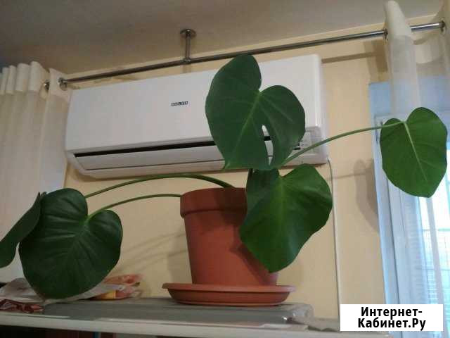 Монстера Севастополь - изображение 1