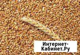 Пшеница Кропоткин