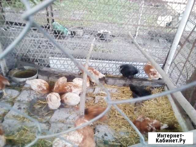 Цыплята домашние Горячий Ключ - изображение 1