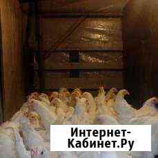 Куры несушки, ломан браун И легорн Сочи