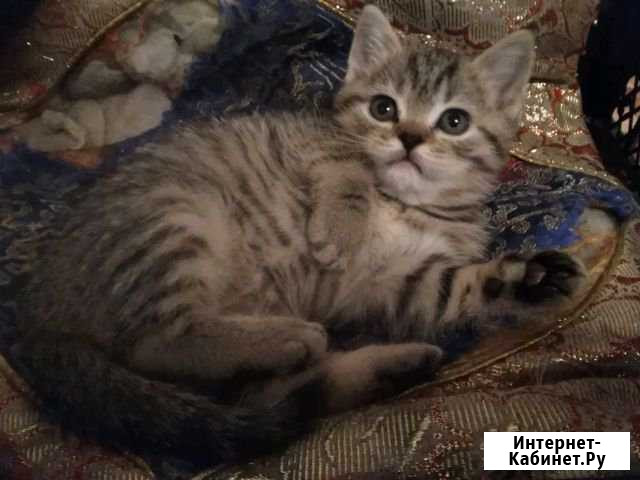 Продам британского кота Выкса - изображение 1