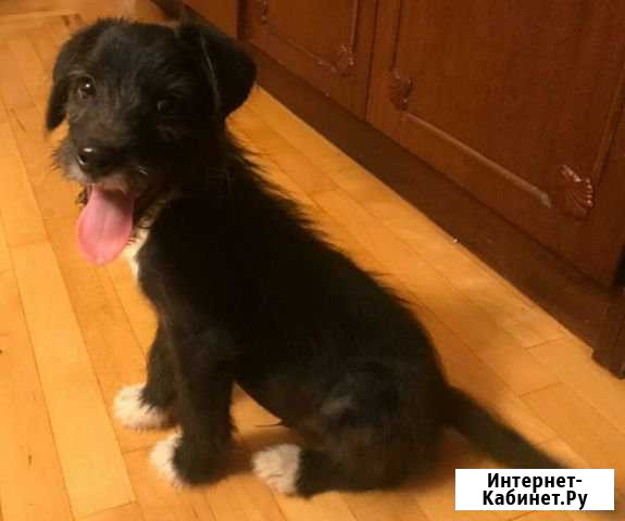 Щенок мальчик 2 месяца Пятигорск - изображение 1
