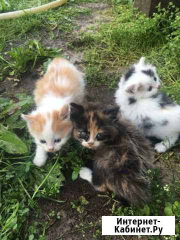 Кошечки Бор - изображение 1