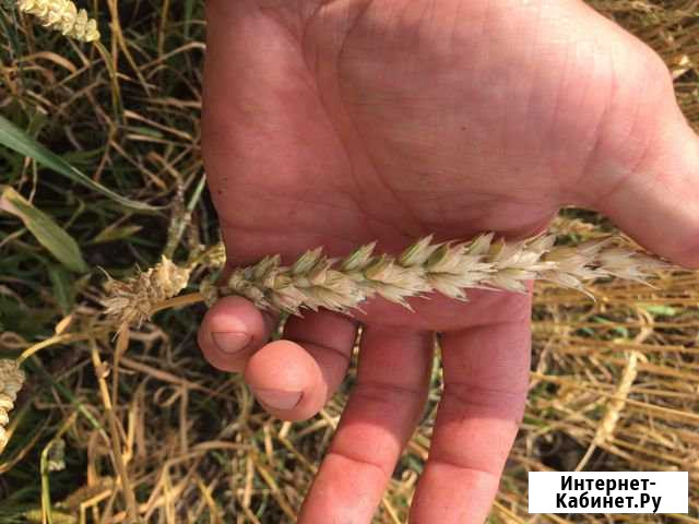 Пшеница Уйское - изображение 1
