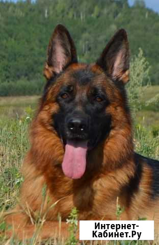 Шикарные щенки немецкой овчарки Казань - изображение 1