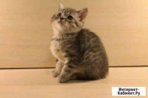 Шотландские котятки Калуга