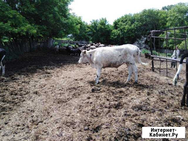 Продам двух телок Барнаул - изображение 1