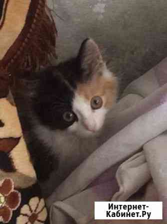 Котёнок Обнинск