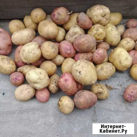 Молодой картофель Благовещенск - изображение 1